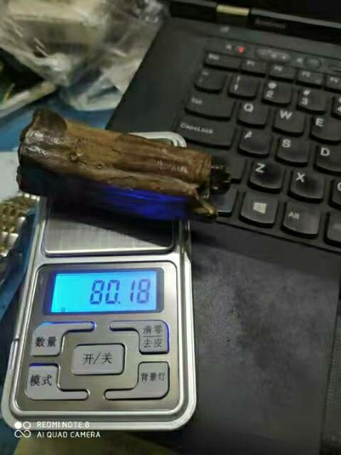 恐龙牙齿化石